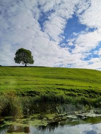 Scenic view of trees on field against sky