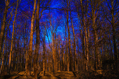 Bare trees in forest