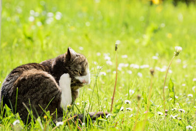 View of a cat on field