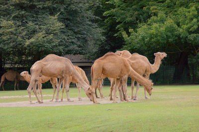 Camels grazing in the field