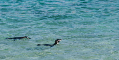 Duck swimming in sea