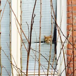 Cat looking through the window