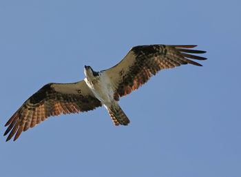 Low angle view of osprey flying against clear sky