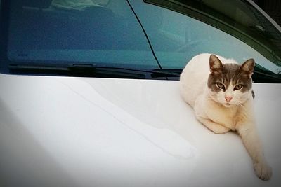 Portrait of cat sitting on car