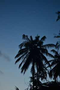 Low angle view of silhouette palm tree against sky at night