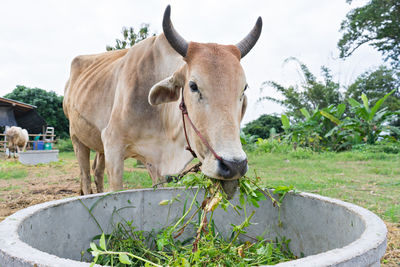 Cow standing in a farm