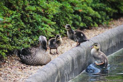 Ducks in water