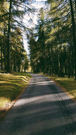Road amidst trees in forest