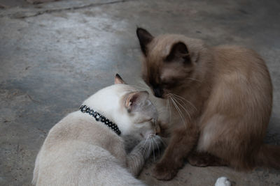 High angle view of two cats