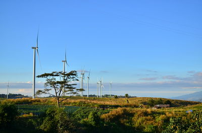 Plants on field against sky