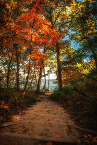 Trees in forest during autumn