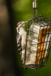 Close-up of bird perching on feeder