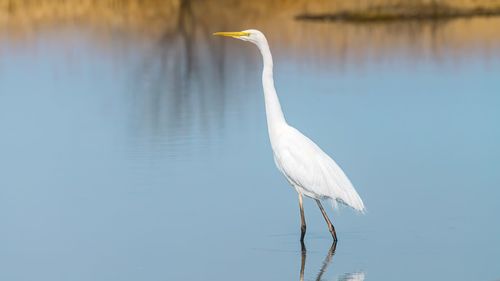 Side view of a bird in a water