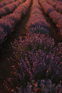 Close up of bushes lavender blooming scented fields on sunset. lavender purple aromatic flowers 