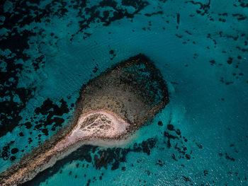 High angle view of fish swimming in sea