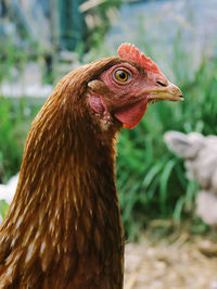 Close-up of a bird