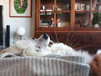 View of a dog lying down at home