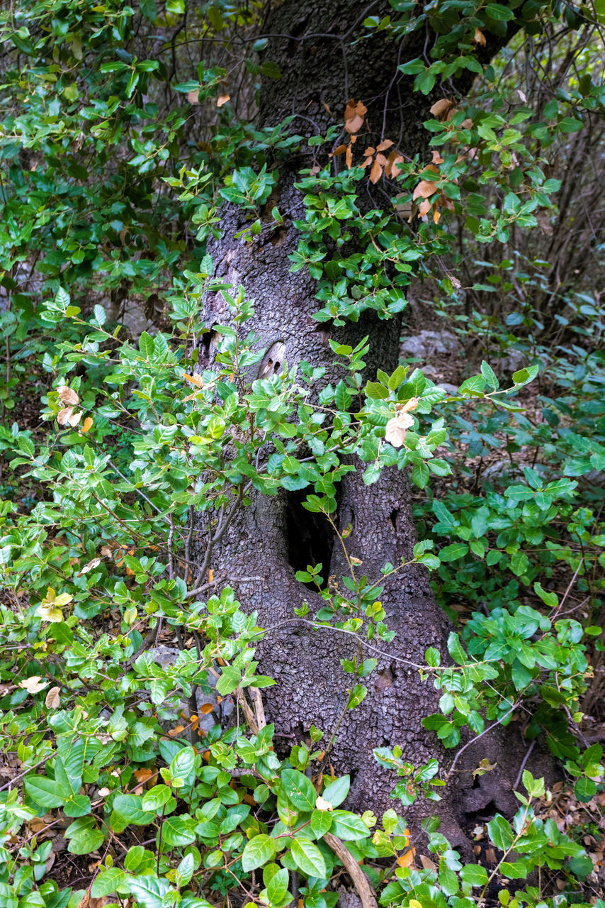 HIGH ANGLE VIEW OF IVY GROWING ON TREE IN FOREST