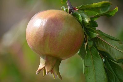 Close-up of apple on tree