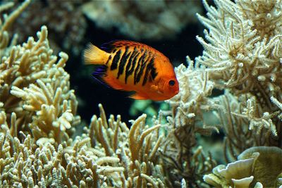 Fish swimming in aquarium