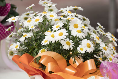 White daisy in bloomfor holidays