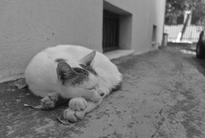 Cat sleeping in a house