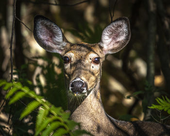 Portrait of deer in forest