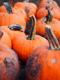 Close-up of pumpkins