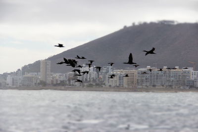 Bird flying over city