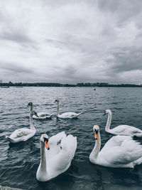 Swans on lake against sky