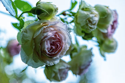 Close-up of rose plant