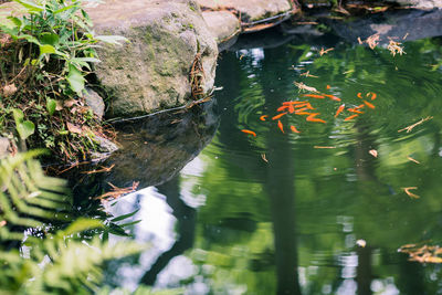 High angle view of fish swimming in lake