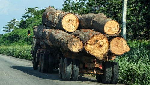 Stack of logs on road