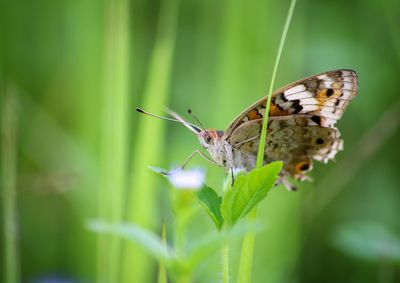 Close-up of butterfly on leaf