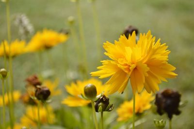 Close-up of yellow flower