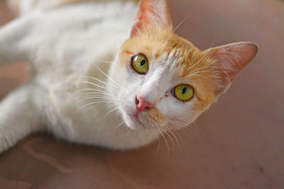 Close-up portrait of a cat