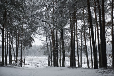 Trees in forest during winter