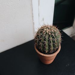 High angle view of succulent plant in pot