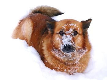 Close-up of a dog on snow