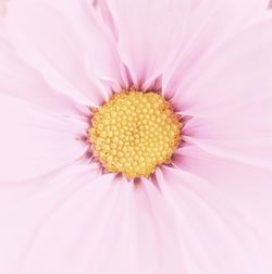 Close-up of fresh pink flower pollen