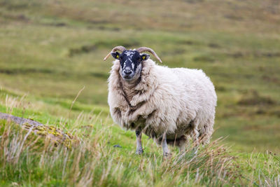 Portrait of sheep standing on grass