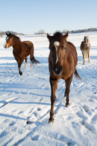 Horses running on snow covered landscape