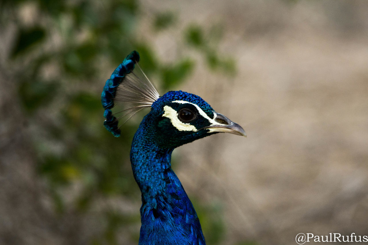 CLOSE-UP OF A PEACOCK OUTDOORS