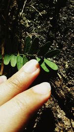 Close-up of hand holding leaf