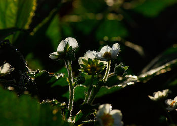 Close-up of flowers against blurred background