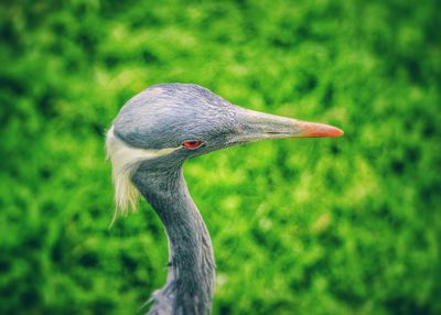 Close-up of demoiselle crane on field