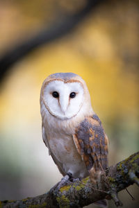 Close-up of owl perching on branch