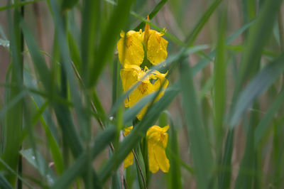 Close-up of green leaves