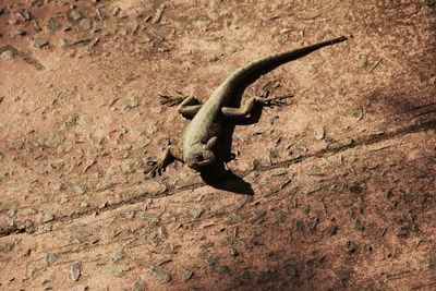 High angle view of lizard on rock