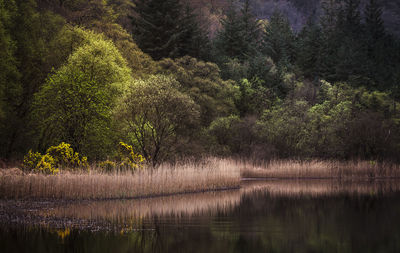 Scenic view of lake in forest